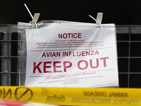 Flu Burung