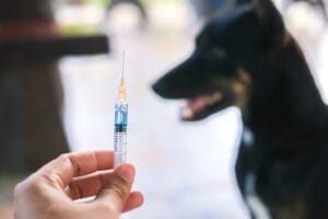 kasus rabies